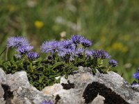 Globularia nudicaulis 21, Saxifraga-Luuk Vermeer