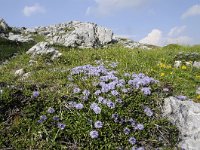 Globularia nudicaulis 23, Saxifraga-Luuk Vermeer