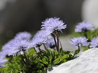 Globularia nudicaulis 26. Saxifraga-Luuk Vermeer