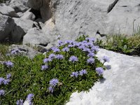 Globularia nudicaulis 28, Saxifraga-Luuk Vermeer