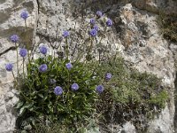 Globularia nudicaulis 30, Saxifraga-Willem van Kruijsbergen