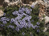 Globularia repens 3, Saxifraga-Willem van Kruijsbergen