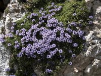 Globularia repens 4, Saxifraga-Willem van Kruijsbergen