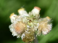 Gnaphalium luteoalbum 39, Bleekgele droogbloem, Saxifraga-Sonja Bouwman