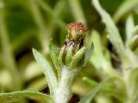 Gnaphalium supinum 8, Saxifraga-Sonja Bouwman  Gnaphalium supinum, Omalotheca supina - Asteraceae familie; Fusch an der Großglocknerstraße (Aus)