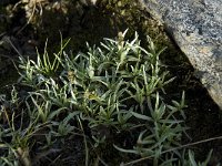 Gnaphalium supinum 1, Saxifraga-Willem van Kruijsbergen