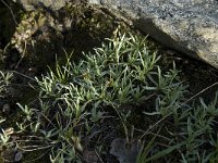 Gnaphalium supinum 2, Saxifraga-Willem van Kruijsbergen