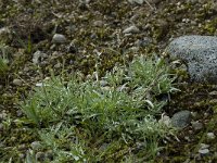 Gnaphalium supinum 4, Saxifraga-Willem van Kruijsbergen