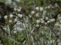 Gnaphalium supinum 5, Saxifraga-Willem van Kruijsbergen