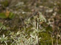 Gnaphalium supinum 6, Saxifraga-Willem van Kruijsbergen