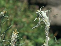 Gnaphalium sylvaticum 25, Bosdroogbloem, Saxifraga-Jan van der Straaten