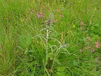 Gnaphalium sylvaticum 27, Bosdroogbloem, Saxifraga-Hans Grotenhuis