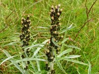 Gnaphalium sylvaticum 29, Bosdroogbloem, Saxifraga-Hans Grotenhuis
