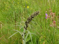 Gnaphalium sylvaticum 30, Bosdroogbloem, Saxifraga-Hans Grotenhuis