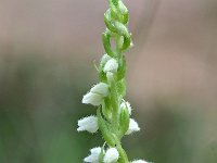 Goodyera repens 60, Dennenorchis, Saxifraga-Hans Dekker