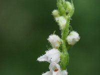 Goodyera repens 64, Dennenorchis, Saxifraga-Hans Dekker