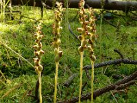Goodyera repens 65, Dennenorchis, Saxifraga-Ed Stikvoort