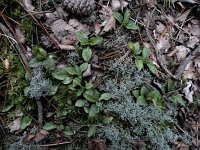 Goodyera repens 66, Dennenorchis, Saxifraga-Ed Stikvoort