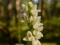 Goodyera repens 67, Dennenorchis, Saxifraga-Ed Stikvoort