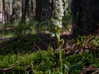 Goodyera repens 68, Dennenorchis, Saxifraga-Ed Stikvoort
