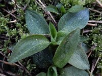 Goodyera repens 69, Dennenorchis, Saxifraga-Ed Stikvoort