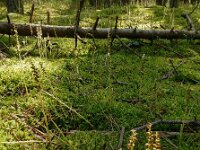 Goodyera repens 70, Dennenorchis, Saxifraga-Ed Stikvoort