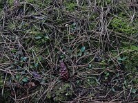 Goodyera repens 71, Dennenorchis, Saxifraga-Ed Stikvoort