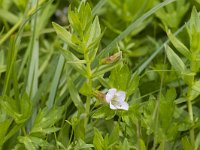 Gratiola officinalis 12, Genadekruid, Saxifraga-Jan Nijendijk