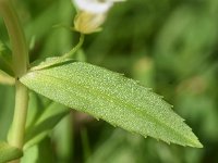 Gratiola officinalis 14, Genadekruid, Saxifraga-Sonja Bouwman