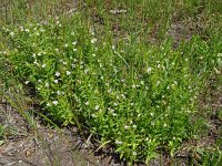 Gratiola officinalis 15, Genadekruid, Saxifraga-Hans Grotenhuis