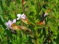 Gratiola officinalis 17, Genadekruid, Saxifraga-Hans Grotenhuis