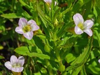 Gratiola officinalis 18, Genadekruid, Saxifraga-Hans Grotenhuis