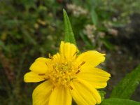 Guizotia abyssinica 11, Gingellikruid, Saxifraga-Rutger Barendse