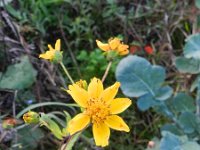 Guizotia abyssinica 13, Gingellikruid, Saxifraga-Rutger Barendse