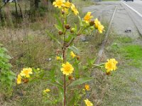 Guizotia abyssinica 6, Gingellikruid, Saxifraga-Rutger Barendse