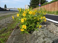 Guizotia abyssinica 7, Gingellikruid, Saxifraga-Rutger Barendse