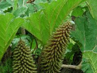 Gunnera tinctoria