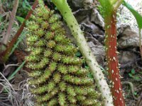 Gunnera tinctoria 4, Reuzenrabarber, Saxifraga-Ed Stikvoort