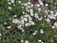 Gypsophila repens 19, Saxifraga-Harry Jans