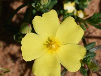 Halimium calycinum 12, Saxifraga-Sonja Bouwman  Yellow rock-rose - Halimium calycinum - Cistaceae familie; Vale da Telha, Sagres, Cabo de Sao Vicente, Praia da Boca do Rio (Pt)