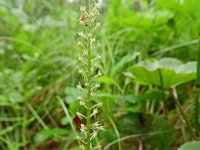 Hammarbya paludosa 49, Veenmosorchis, Saxifraga-Hans Grotenhuis