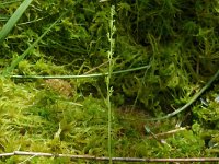 Hammarbya paludosa 50, Veenmosorchis, Saxifraga-Hans Grotenhuis