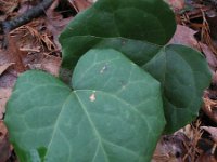 Hedera colchica 3, Kaukasische klimop, Saxifraga-Rutger Barendse