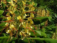 Hedychium gardnerianum