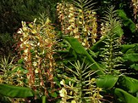 Hedychium gardnerianum 2, Saxifraga-Ed Stikvoort