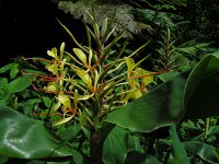 Hedychium gardnerianum 3, Saxifraga-Ed Stikvoort