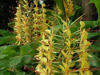 Hedychium gardnerianum 5, Saxifraga-Ed Stikvoort