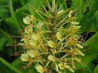 Hedychium gardnerianum 9, Saxifraga-Ed Stikvoort