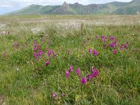 Hedysarum caucasicum 2, Saxifraga-Ed Stikvoort