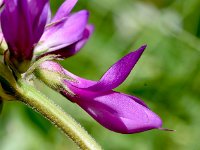 Hedysarum hedysaroides 9, Saxifraga-Sonja Bouwman  Alpine French honeysuckle - Hedysarum hedysaroides - Fabaceae familie